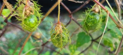 Passiflora foetida, photographed by ritirene