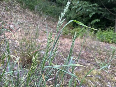 Bromus hordeaceus, photographed by Pavel Kacl
