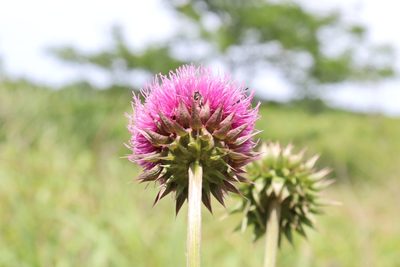 Carduus nutans, photographed by Mark G