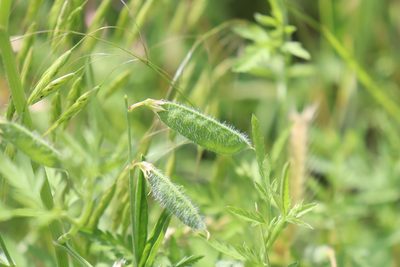 Lathyrus hirsutus, photographed by Mark G