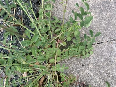 Sanguisorba minor, photographed by Florencia Grattarola