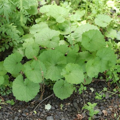 Alliaria petiolata, photographed by Mark Apgar