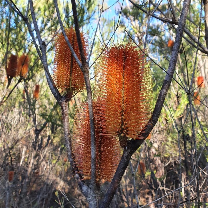 Banksia ericifolia, photographed by ronavery
