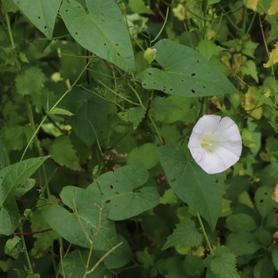 Calystegia sepium, photographed by Mark Apgar