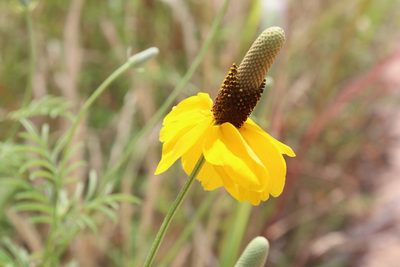 Ratibida columnifera, photographed by Mark G
