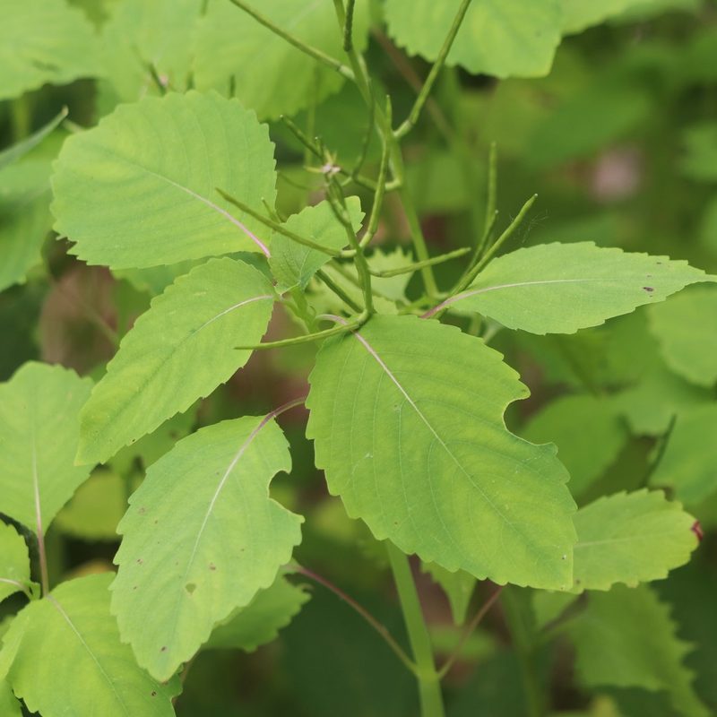 Impatiens pallida, photographed by Mark Apgar