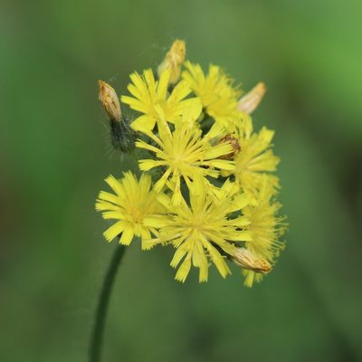 Pilosella caespitosa, photographed by Mark Apgar