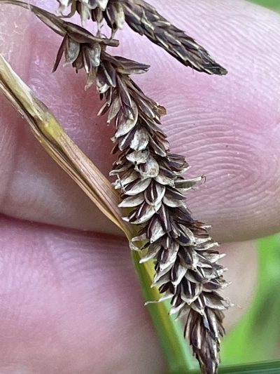 Carex barrattii, photographed by Becky Dill