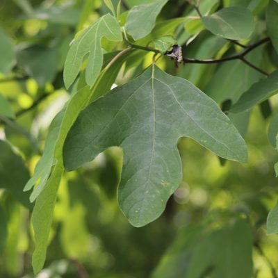 Sassafras albidum, photographed by Mark Apgar