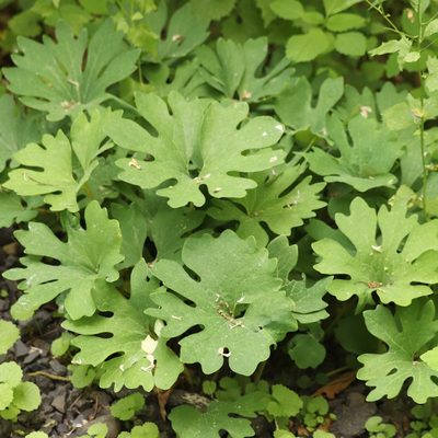 Sanguinaria canadensis, photographed by Mark Apgar