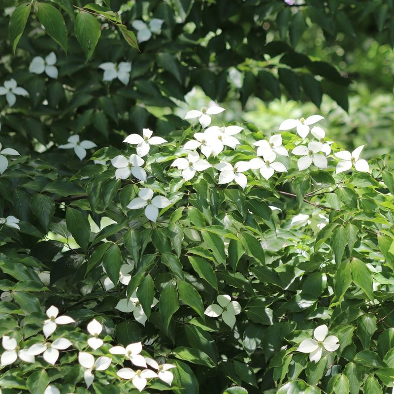 Cornus kousa, photographed by Mark Apgar