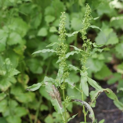 Rumex crispus, photographed by Mark Apgar