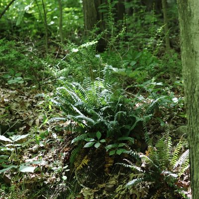Polystichum acrostichoides, photographed by Mark Apgar