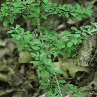 Berberis thunbergii, photographed by Mark Apgar