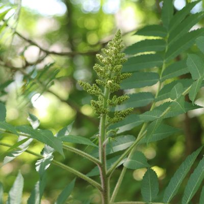 Rhus typhina, photographed by Mark Apgar