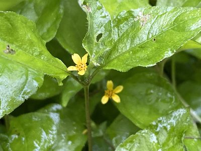 Calyptocarpus vialis, photographed by Richard Fuller