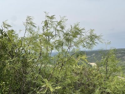 Neltuma glandulosa, photographed by CK2AZ
