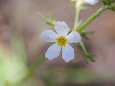 Hottonia palustris, photographed by Johan Kjær Prehn
