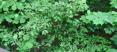 Euonymus verrucosus, photographed by Richard Vashalomidze