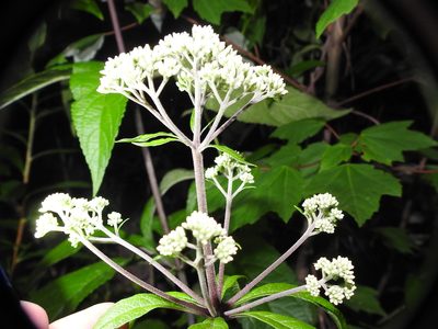 Eutrochium fistulosum