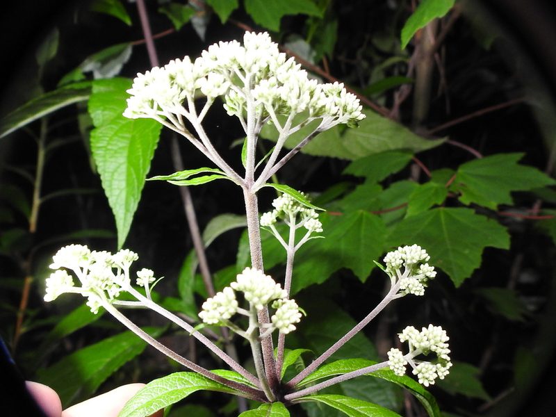 Eutrochium fistulosum, photographed by Sam Kieschnick