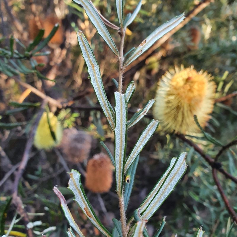 Banksia marginata, photographed by ronavery