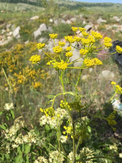 Chaerophyllum coloratum, photographed by Mirko Ubović
