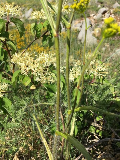 Chaerophyllum coloratum, photographed by Mirko Ubović