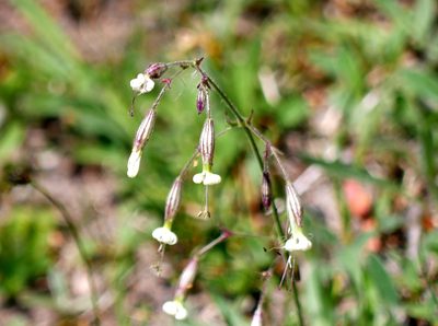 Silene nutans, photographed by Johan Kjær Prehn