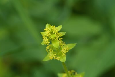 Cruciata laevipes, photographed by Tobias Schönberg