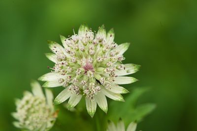 Astrantia major, photographed by Tobias Schönberg