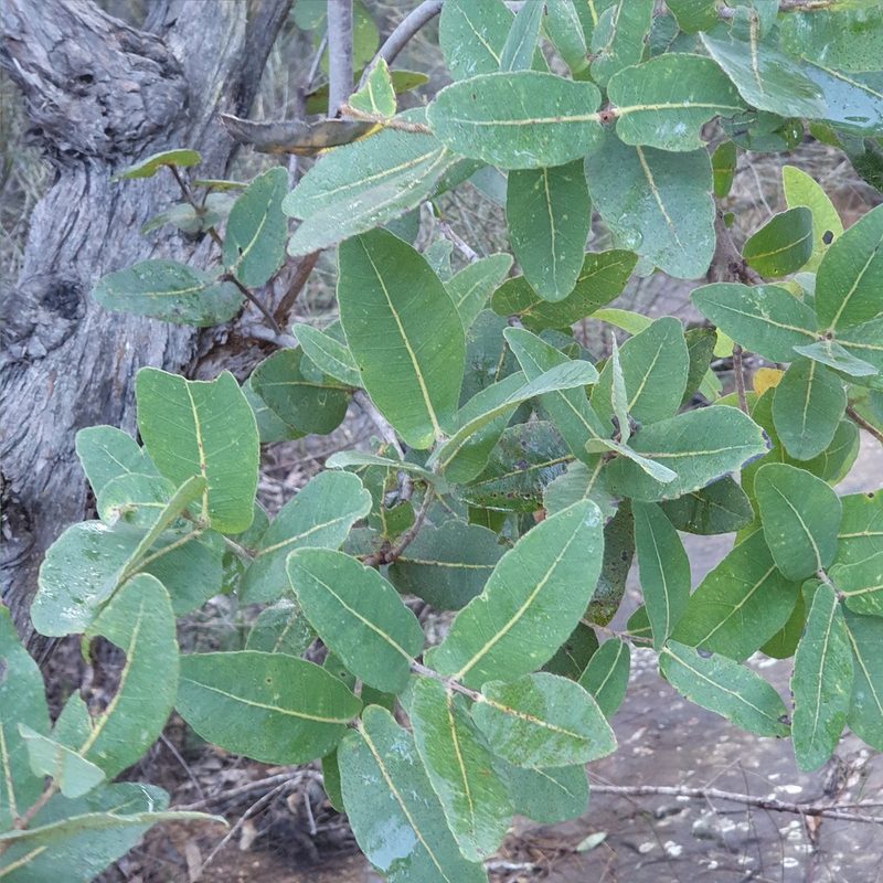 Angophora hispida, photographed by ronavery