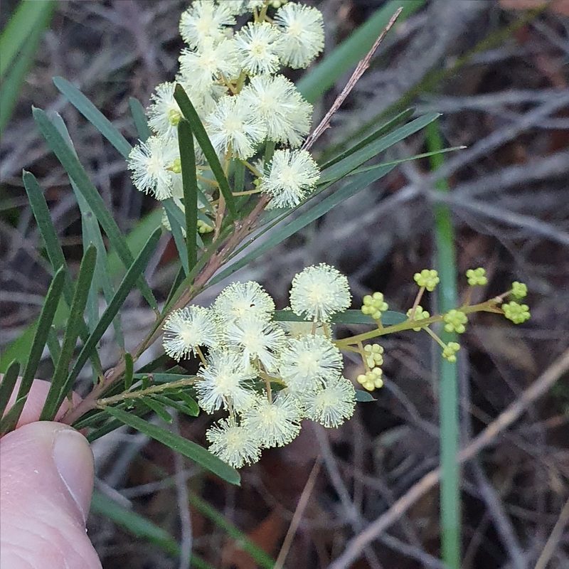 Acacia linifolia, photographed by ronavery