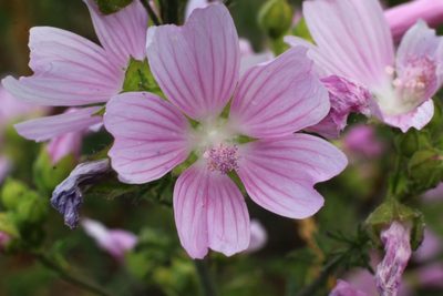Malva moschata, photographed by CorentinD