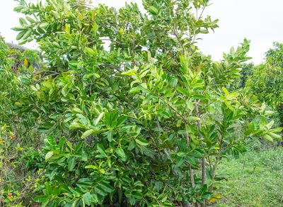 Calophyllum inophyllum