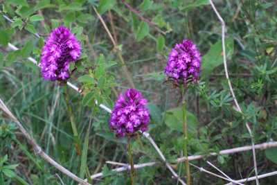 Anacamptis pyramidalis, photographed by CorentinD