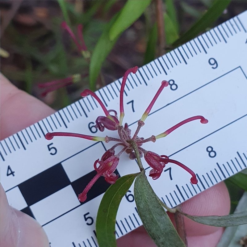 Grevillea diffusa, photographed by ronavery