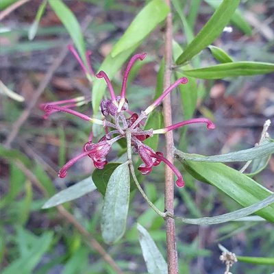 Grevillea diffusa, photographed by ronavery