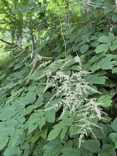 Astilbe biternata, photographed by Shelby Lyn Sanders