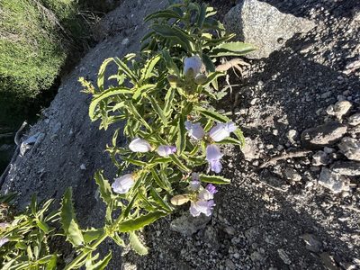 Penstemon grinnellii, photographed by arquivi