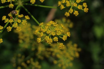 Pastinaca sativa, photographed by CorentinD