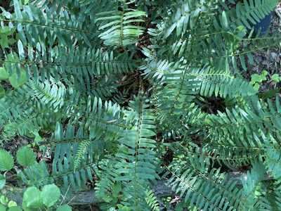 Polystichum acrostichoides, photographed by Frank Morgan