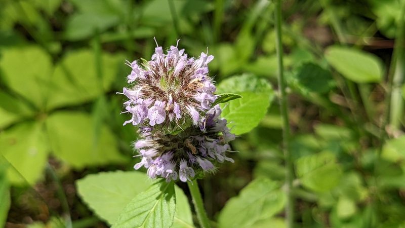 Blephilia ciliata, photographed by john_hall
