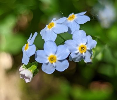 Myosotis scorpioides, photographed by Michael and Antoni Hinczewski