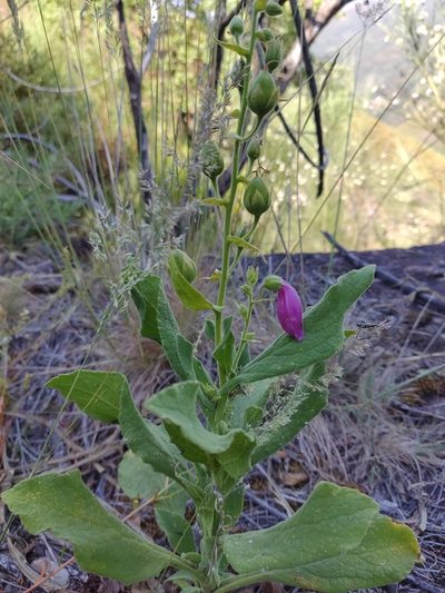 Digitalis thapsi, photographed by Carminda Santos
