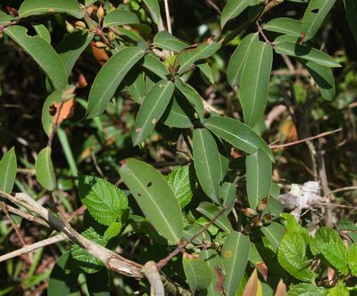 Cratoxylum cochinchinense, photographed by portioid