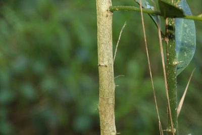Capparis arborea, photographed by Greg Tasney