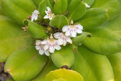 Scaevola taccada, photographed by Don Loarie