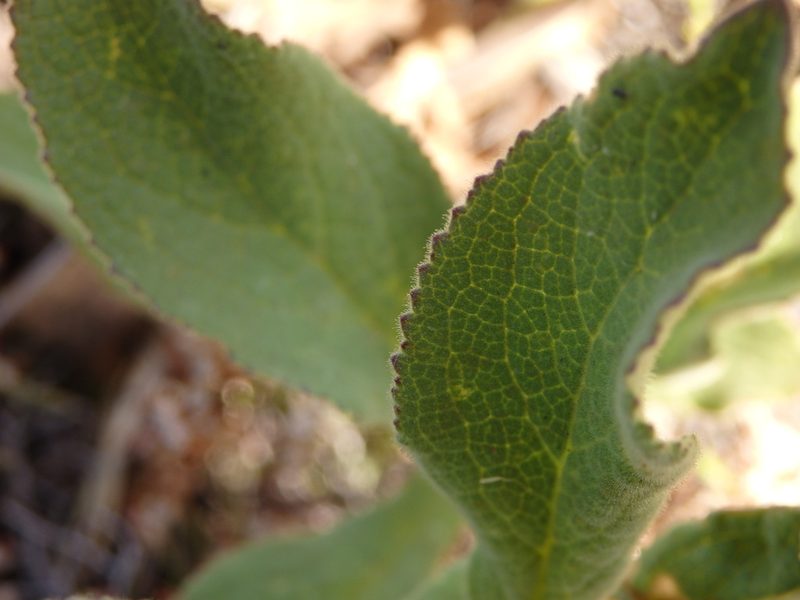 Digitalis thapsi, photographed by Carminda Santos