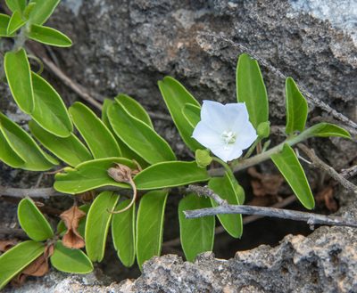 Jacquemontia sandwicensis, photographed by Don Loarie